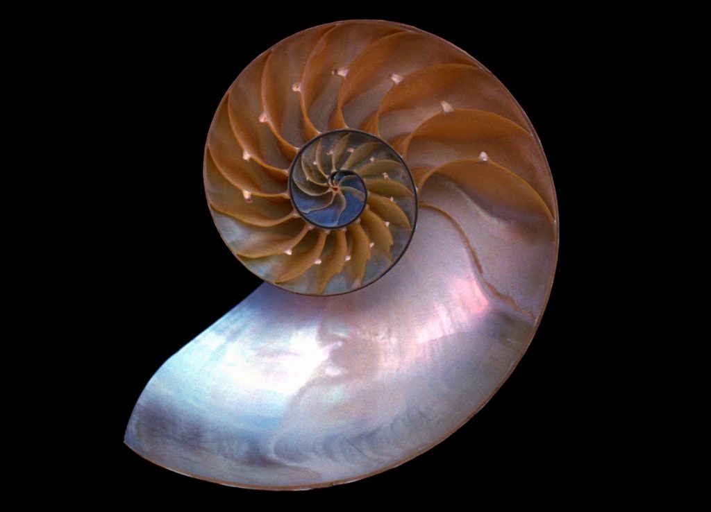 Iridescent mother-of-pearl inside a Nautilus shell